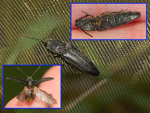 Réf. 353 746 : Cidnopus pilosus